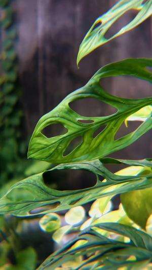 Hasil dari menggunakan photo lens 28x #shortplus  #trending  #apaxel  #Photography  #foto dengan lensa makro 