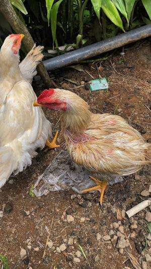 Beli ayam warna warni untuk dimasak