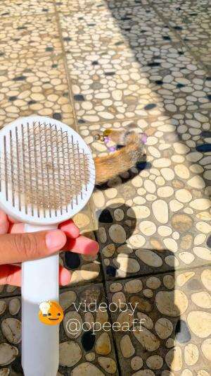 Siapa yang punya kucing dan suka nge grooming in kucingnya juga? Alhamdulillah bgt sii ada sisir model gini  #Kucing #grooming  #groomingkuc