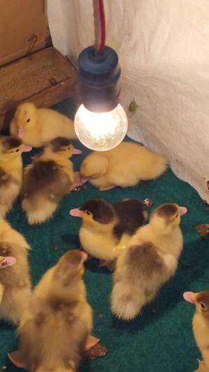 Kira kira begitulah haha #dagelan #peternakmuda #menthokjumbo  #muscovyduck