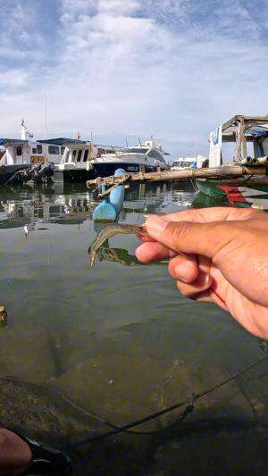 just splashed and got one #fishing #shrimp #traditional #usa #usareels #UnitedStates #unitedkingdom #denmark #canada