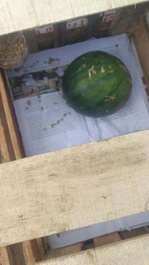 Alhamdulillah kirim ke luar kota lagi, jangan lupa dibekali semangaka sebagai pengganti air minum agar si menthok tidak dehidrasi #peternakm