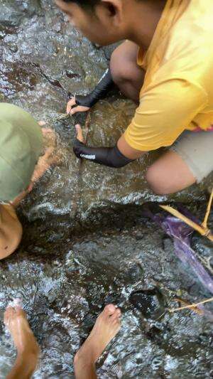 Penampakan ikan mirip ular