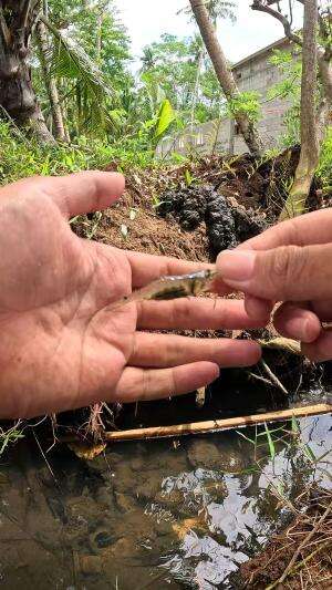 mancing udang gendut #fishing #shrimp #fish #sea #traditional #usareels #UnitedStates #reelsviral #skils #fyp #trending