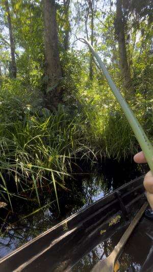 Mancing ngeri-ngeri sedap