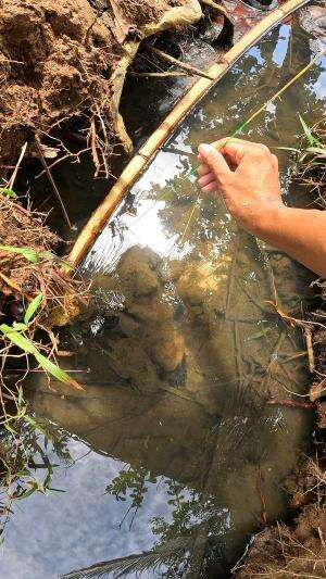 there are lots of shrimp here #fishing #shrimp #traditional #usa #usareels #UnitedStates #unitedkingdom #denmark #canada