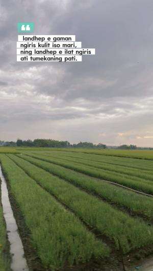 Landep e gaman ngiris kulit iso mari, Nanging landep e lathi ngiris ati tekan pati #quotes  #katakata #motivasi #semangat #gigih #sukses #ke