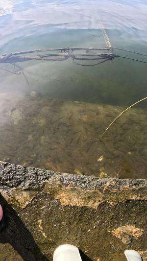 mancing udang jerbung #udang #nelayan #laut #jaring #ikan #fbpro #reels #reelsviral #duniaikan #skils #fyp #trending