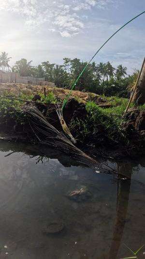 cara menangkap banyak udang dengan gampang #fishing #shrimp #traditional #usa #usareels #UnitedStates #unitedkingdom #denmark #canada