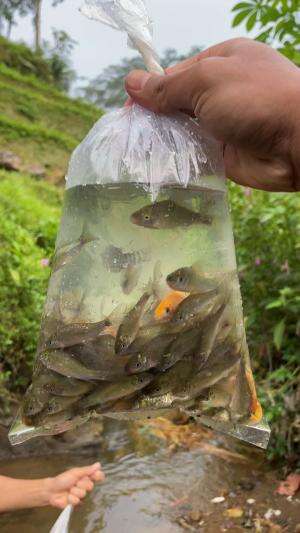 Panen ikan di sungai kecil