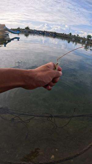 hampir nyangkut #udang #nelayan #laut #jaring #ikan #fbpro #reels #reelsviral #duniaikan #skils #fyp #trending