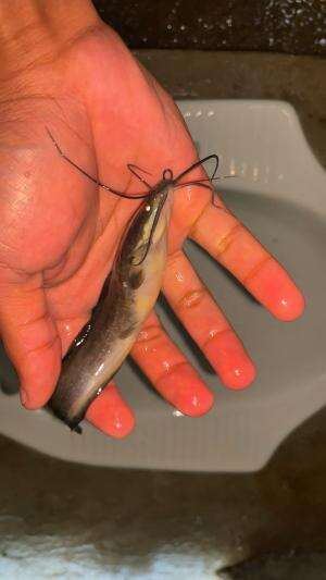 Pelihara lele dikloset