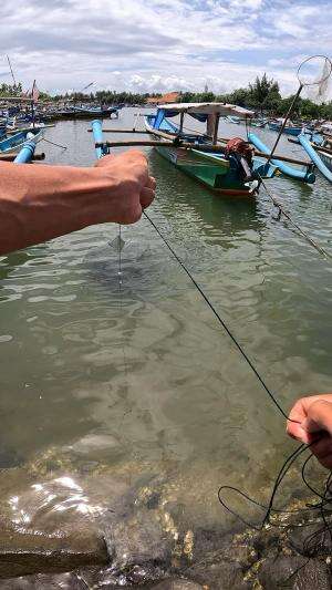 panen udang besar di pelabuhan