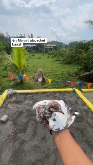 Merpati Tinggian Viral #merpati #pigeon #Viral 