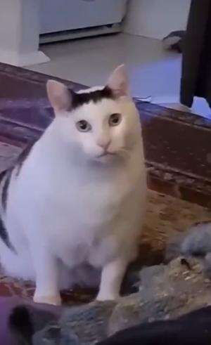 Kok dia ngomong gitu  #cat