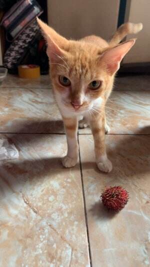 #rambutan