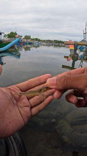 menangkap udang dibalik ban