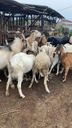 Peternakan haidar farm di Semarang