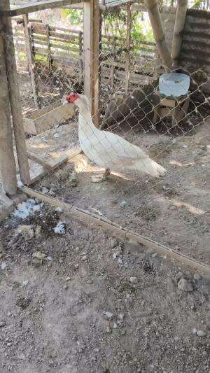 Salahm satu seni menthok jumbo postur tegap maksimal #peternakmuda #menthokjumbo #muscovyduck