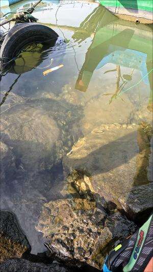 nyantel udang #mancing #fishing #shrimp #udang #nelayan #laut #jaring #ikan #reelsviral #animals #skill #fyp #trending