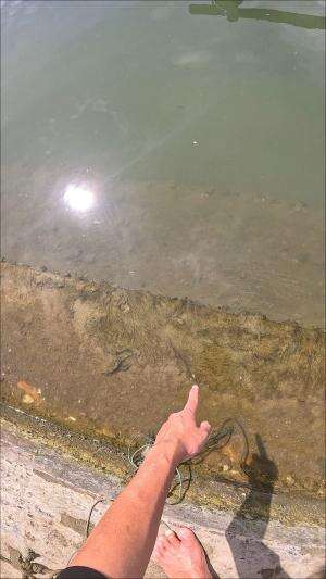 ketemu segerombolan udang #usa #usareels #newyork #germany #fyp #australia #luksemburg #ingris #belanda #skils #shrimp #fisherman #selandiab