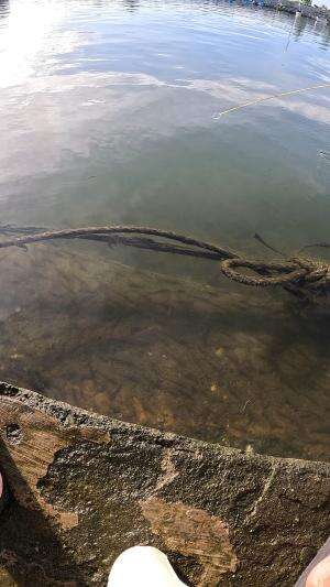 menangkap udang pake cara tradisional 