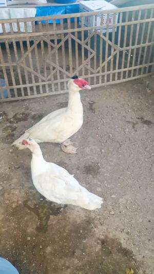 HPL maju bolo hahaha.. ternyata sudah menetas 🐣  # #peternakmuda #menthokjumbo #muscovyduck