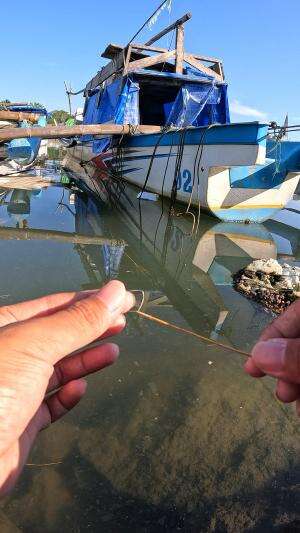 alat sederhana buat nangkap udang ? 