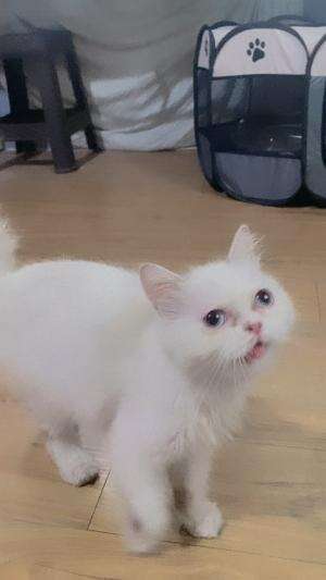 Asha makin pintar ya 😻🐈