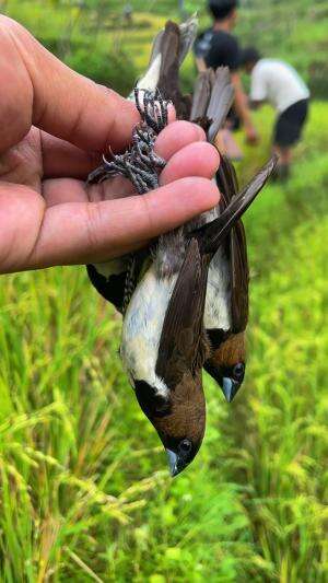Tangkap burung hama untuk dijual