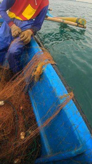 menangkap udang jerbung babon 🦐