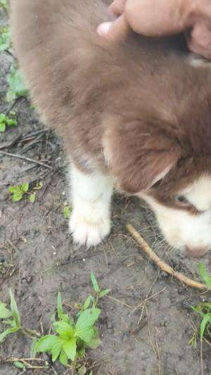 Hiburan sambil jaga kandang Entok Jumbo #peternakmuda #dog #muscovyduck 