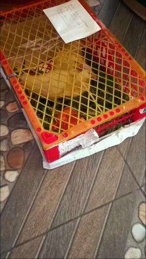 Alhamdulillah SOLD Lagi usia 2 Minggu