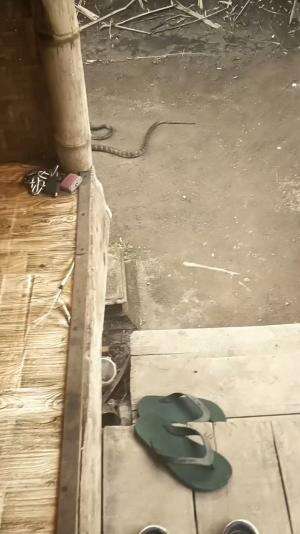 Musim Rembang babat Tebu, alhasil habitatnya keganggu dan masuk pekarangan. Asal tidak menganggu dibiarkan pergi. Tetap waspada & hati-hati