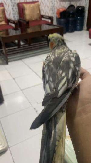 falk gacor #falk#burung#fyp