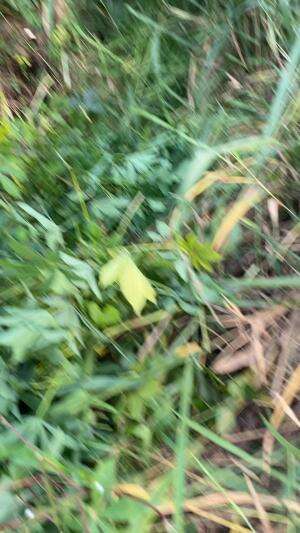 Ngarit kasi makan kambing