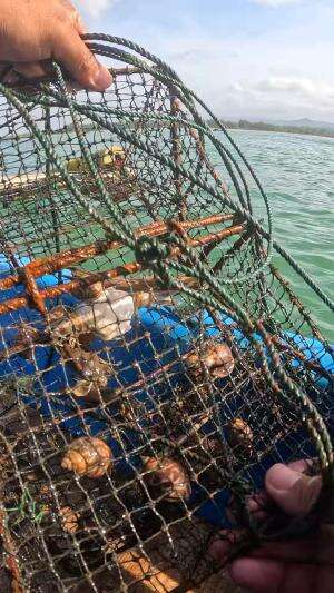 menangkap keong laut #nelayan #laut  #skils #fyp #trending