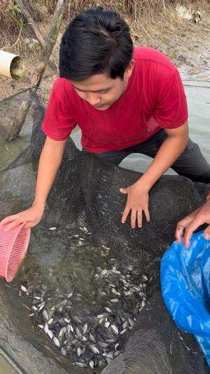 Bibit ikan nila
