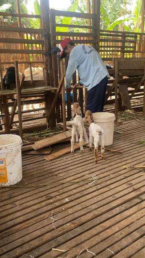 Benerin kandang kambing tempat pakan rusak 