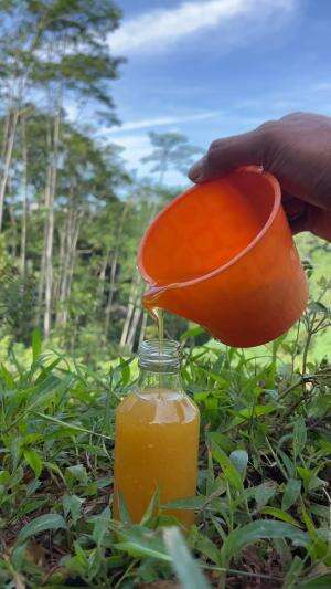 Panen madu langsung dari sarangnya 