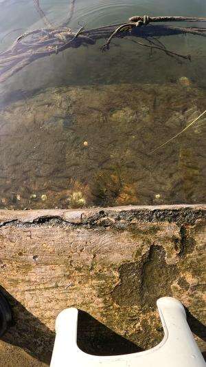 how to catch shrimp super fast and easy #fishing #usa #usareels #UnitedStates #unitedkingdom #denmark #canada