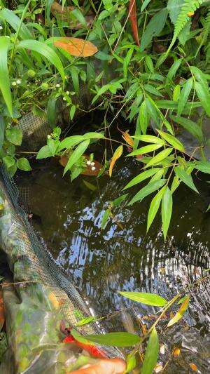 Ikan unik bikin merinding 