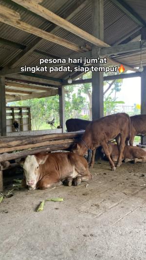 Pesona hari jumat, singkat padat dan siap tempurr #semangat #gigih #sukses #kerja #kerjakeras #jedamergawe #fyp  #RCTIPlus  #HOTrctiplus  #R