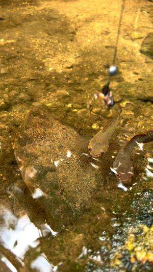 Mancing ikan predator 
