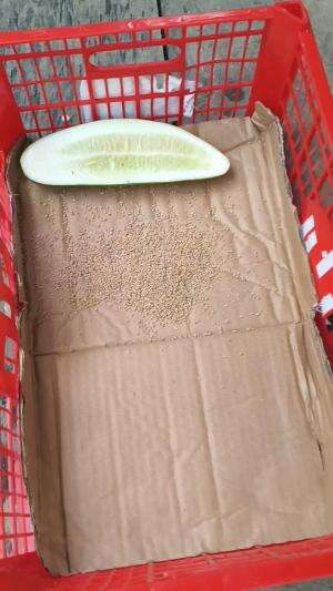 Nah.. ini dia persiapan pengiriman ke Batang kemarin 