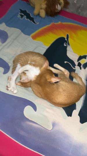 Lagi akur  #Kucing  #