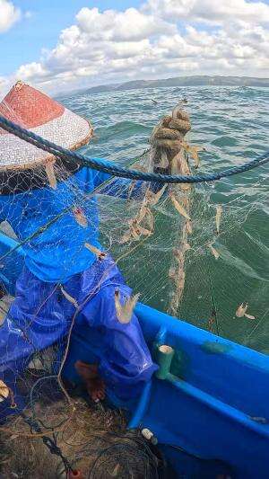 how to catch shrimp super fast and easy #fishing #usa #usareels #UnitedStates #unitedkingdom #denmark #canada