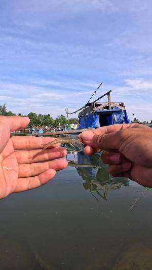 quick shrimp catching trick #fishing #shrimp #fish #sea #traditional #usareels #UnitedStates #reelsviral #skils #fyp #trending