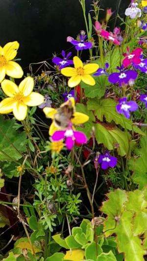 🐝💧 Fakta Aneh Tapi Nyata!
Ternyata… ada lebah yang suka minum air mata! Bukan karena sedih ya 😅, tapi karena mereka butuh garam dan protein 