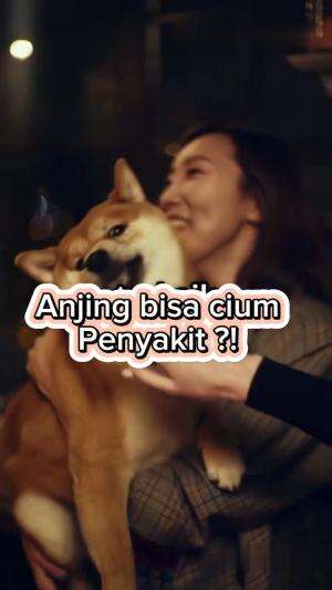 Anjing bisa cium penyakit lho ! #short  #faktaunik  #edukasihewan #hewanlucu 